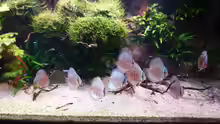 Aquarium Amazonas