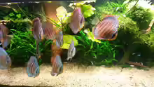Aquarium Amazonas