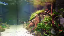 Aquarium Amazonas