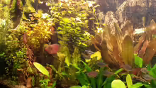 Aquarium amazonas