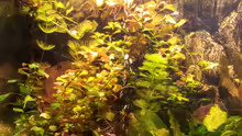 Aquarium amazonas