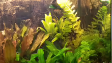 Aquarium amazonas