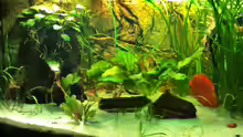 Aquarium Amazonashabitat