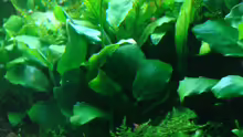 Aquarium Anubias nana world