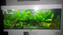 Aquarium Aqua Art