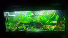 Aquarium Aqua Art