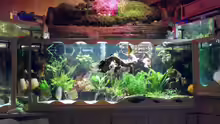 Aquarium Aquariumanlage Diskus & mehr Becken 16219