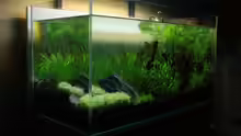 Aquarium Aquascape_09