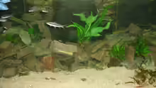 Aquarium Aquestor