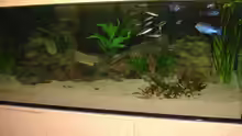 Aquarium Aquestor