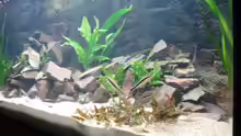Aquarium Aquestor