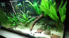 Aquarium Artbecken - Aspidoras pauciradiatus