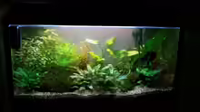 Aquarium Asia-Becken