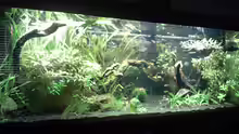 Aquarium Asian Dream