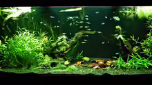 Aquarium Asian Dream