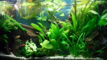 Aquarium Asien