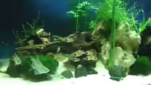 Aquarium auf Sand gebaut