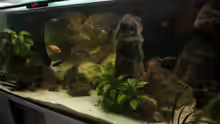 Aquarium AUFGELÖST Malawi - Aulonocara