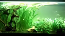 Aquarium Barschbecken
