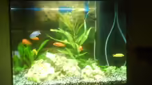 Aquarium Becken 10008