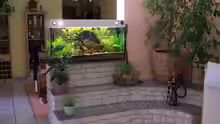 Aquarium Becken 10033