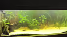 Aquarium Becken 10090