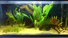 Aquarium Becken 10175