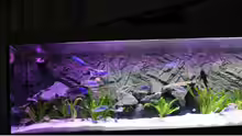 Aquarium Becken 10184