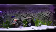Aquarium Becken 10184
