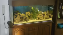 Aquarium Becken 105