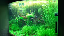 Aquarium Becken 10539