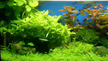 Aquarium Becken 10757