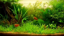 Aquarium Becken 10912