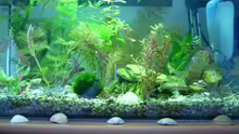 Aquarium Becken 10999