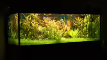 Aquarium Becken 11042