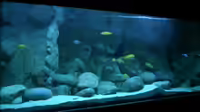 Aquarium Becken 11118
