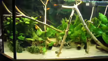 Aquarium Becken 11130
