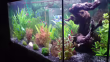 Aquarium Becken 11211