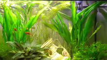 Aquarium Becken 11212