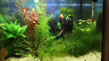 Aquarium Becken 11314