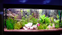 Aquarium Becken 1136