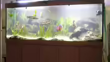 Aquarium Becken 11409