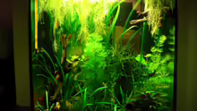 Aquarium Becken 11415