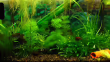 Aquarium Becken 11436