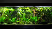 Aquarium Becken 11494