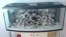 Aquarium Becken 11519