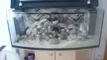 Aquarium Becken 11519