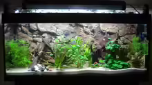 Aquarium Becken 11557
