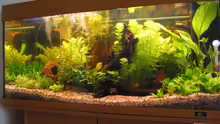 Aquarium Becken 1158