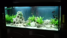 Aquarium Becken 116